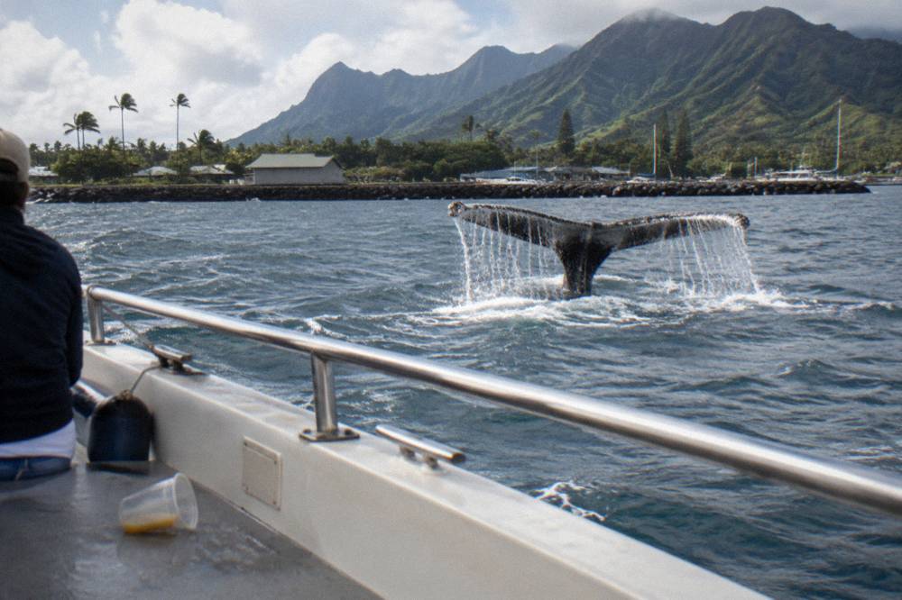 A whale tail fluke lifting water as the animal dives near a small tour boat